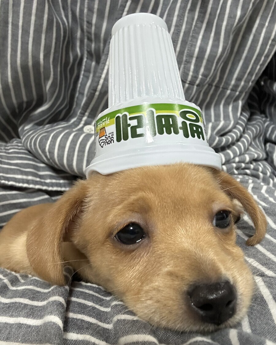빵빠레 이미지