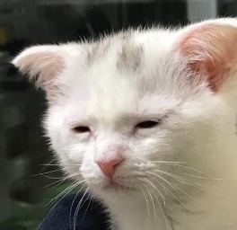 키신 이미지