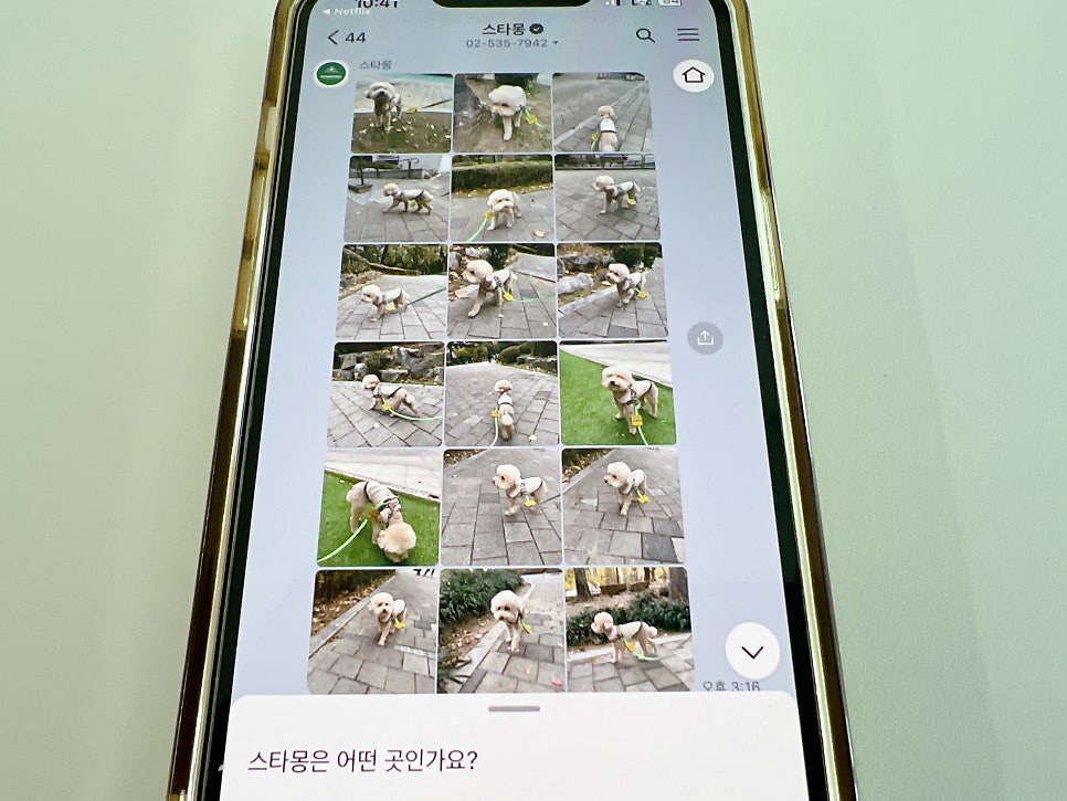강남 강아지 유치원 스타몽, 매일 산책하는 서초 애견유치원 — 사진 13