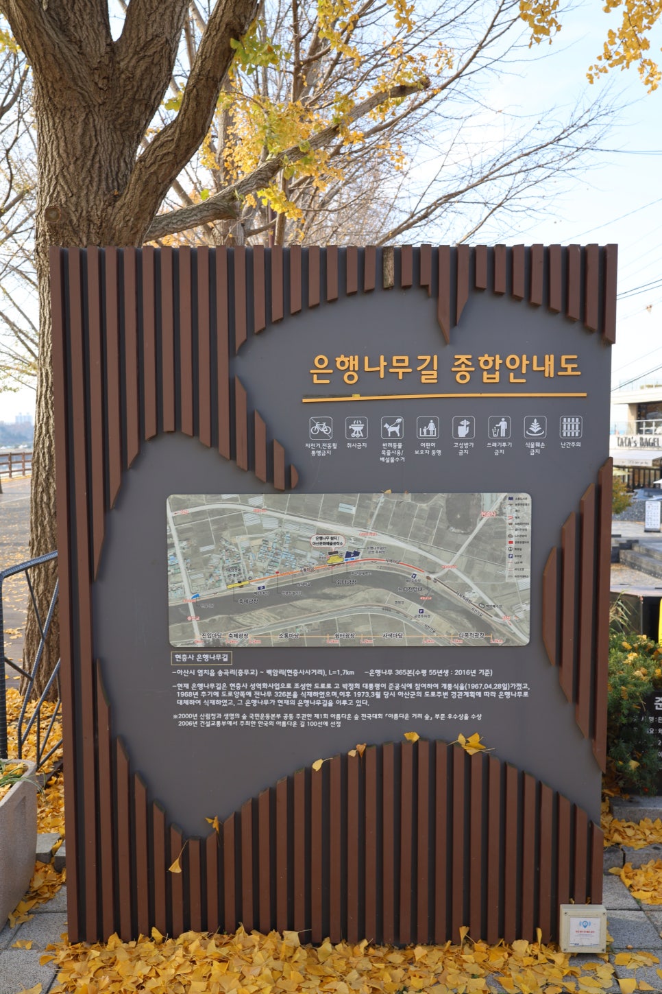 본가은행나무집 이미지