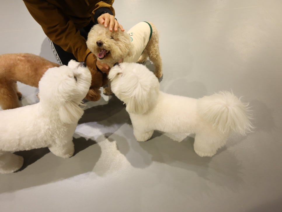 강남 강아지 유치원 스타몽, 매일 산책하는 서초 애견유치원 — 사진 9