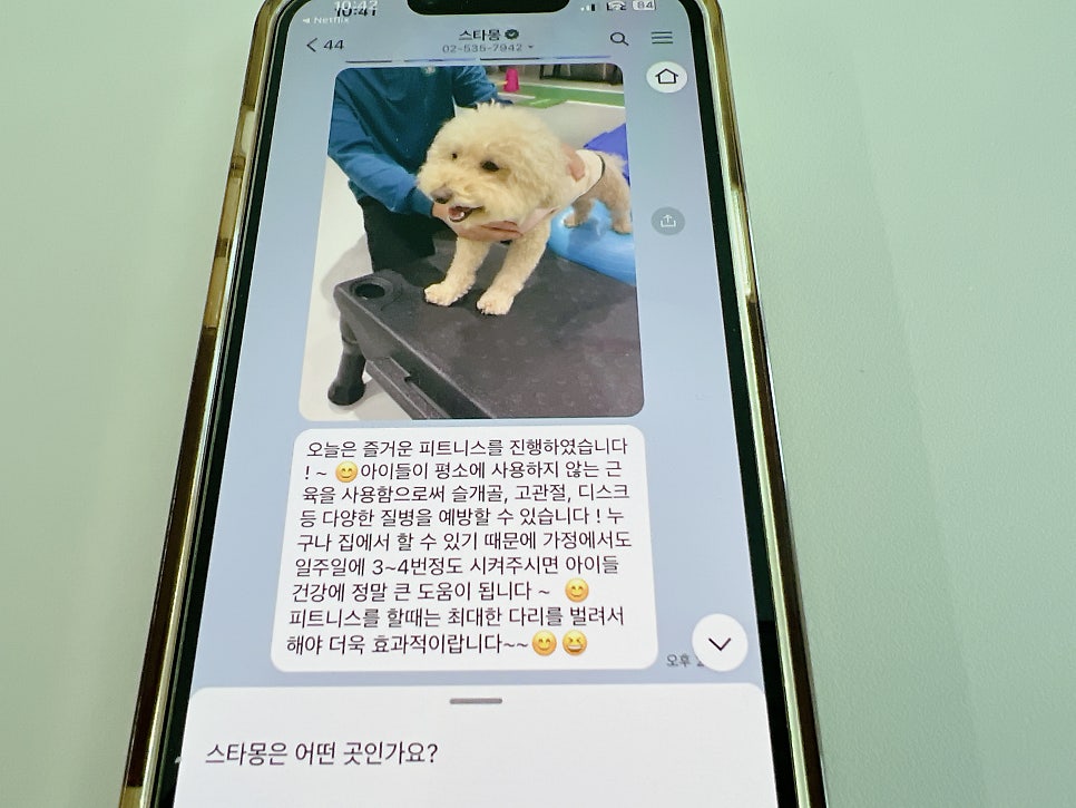 강남 강아지 유치원 스타몽, 매일 산책하는 서초 애견유치원 — 사진 18
