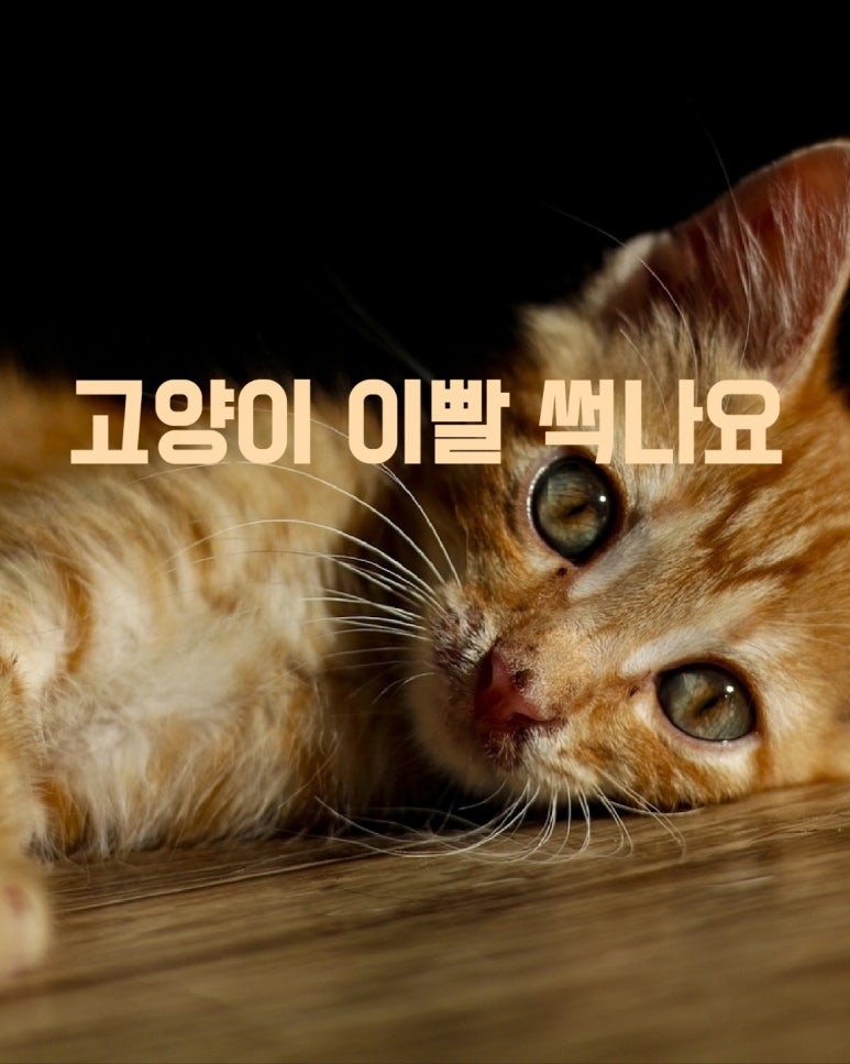 고양이도 이빨 썩나요