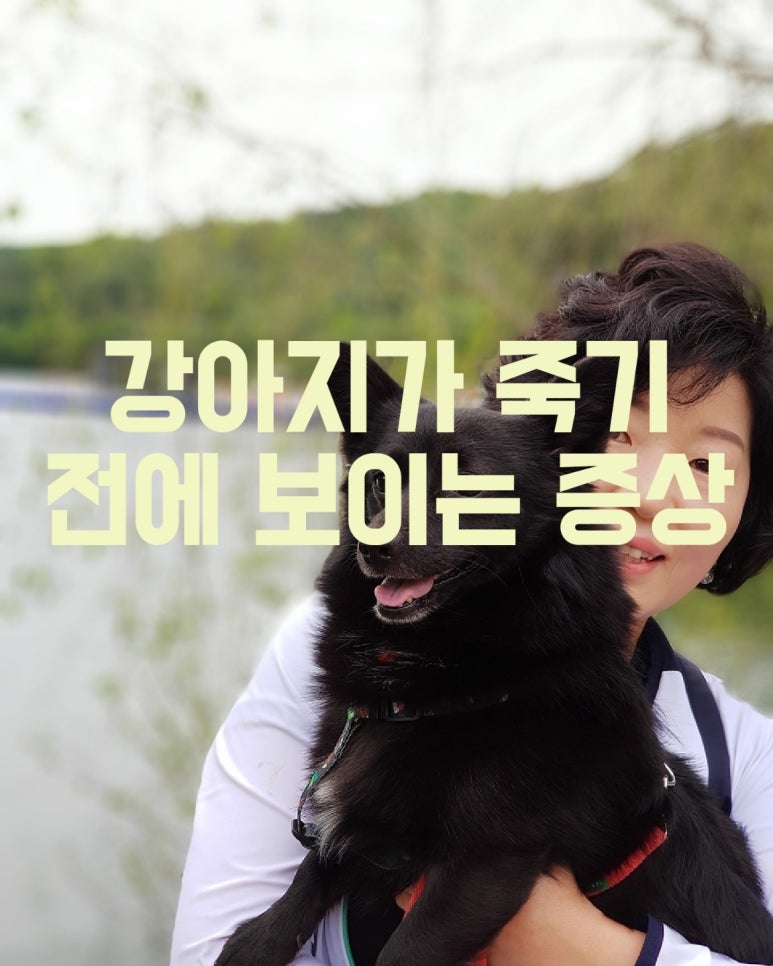 강아지 죽기 전에 보이는 증상