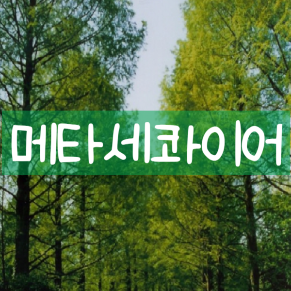 대성조경농원 이미지