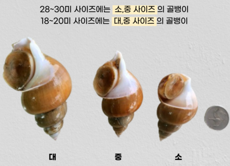 뚱보수산 이미지