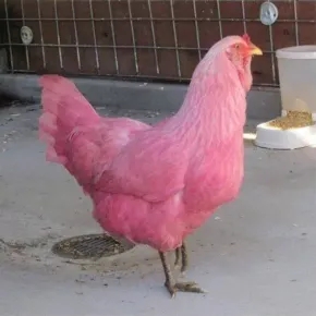 텐더로인 이미지