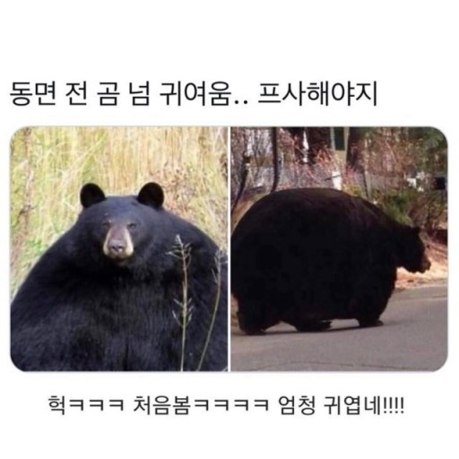 숲속의다이어트캠프 이미지