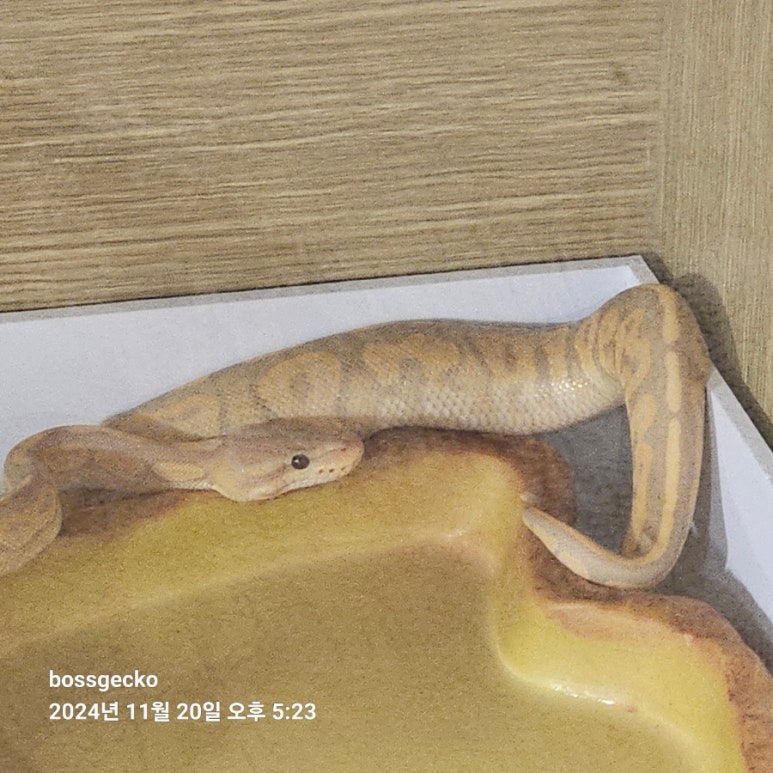 카페보스원주 이미지