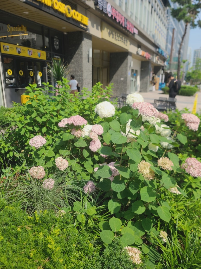 컴포즈커피 가산백상스타타워점 이미지