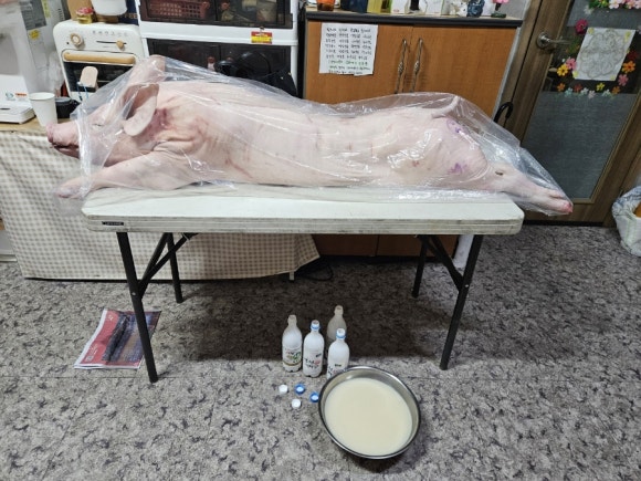 다솜이네 이미지