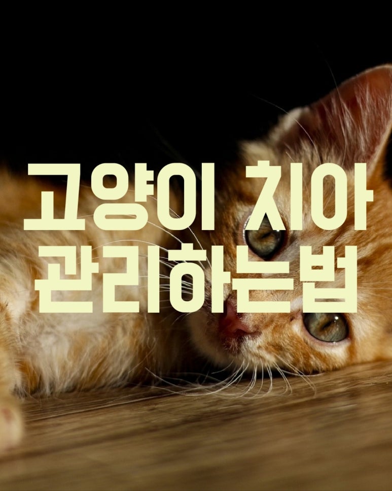 고양이 치아 관리법
