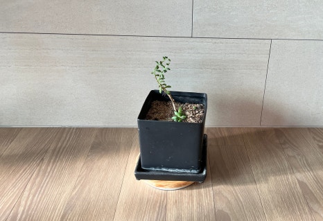 이에스이 이미지