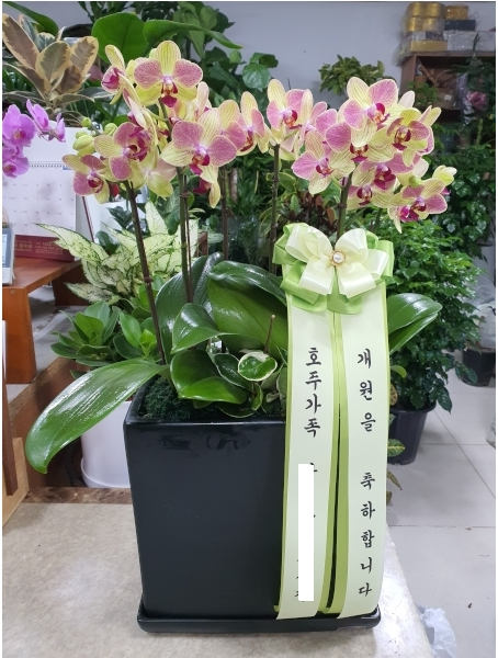 우리꽃배달 이미지