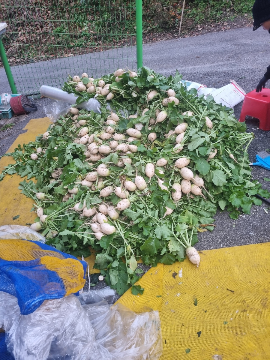 아빠가싸준꼬마김밥 이미지