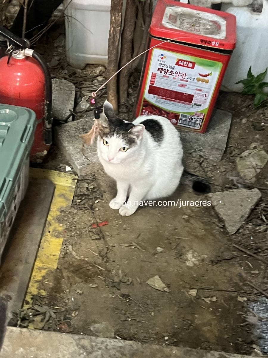 언니네 포차 이미지
