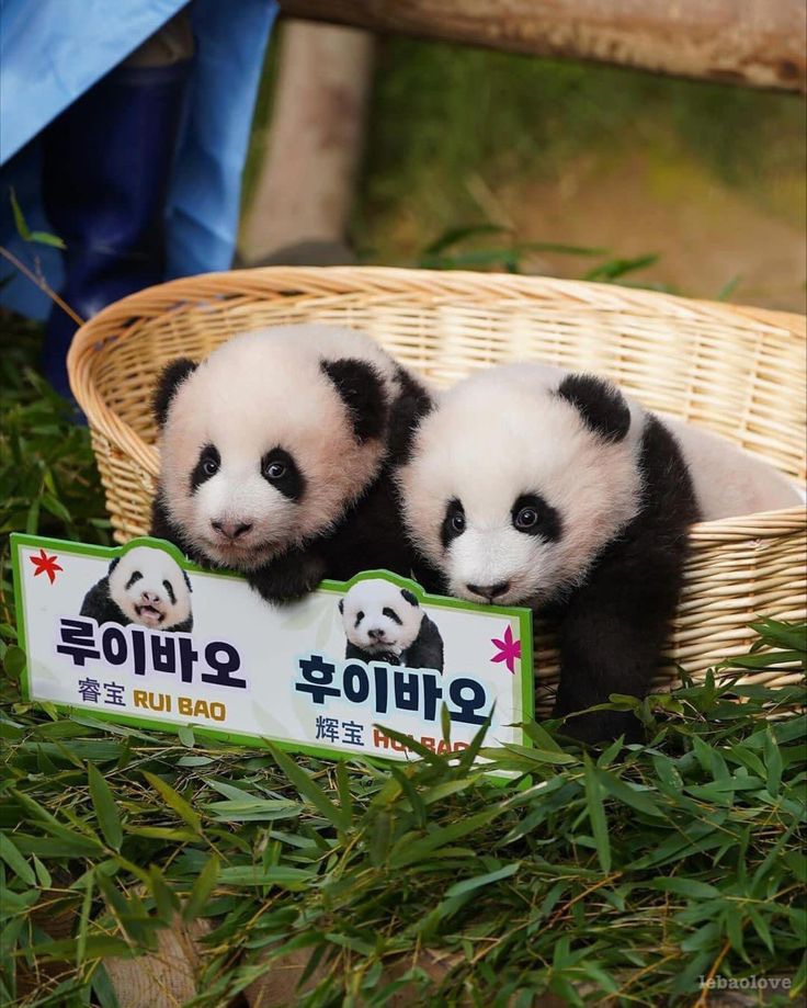 바오 이미지