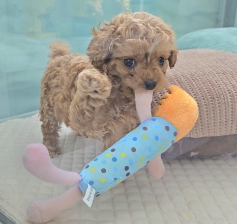 예뿌댕 이미지