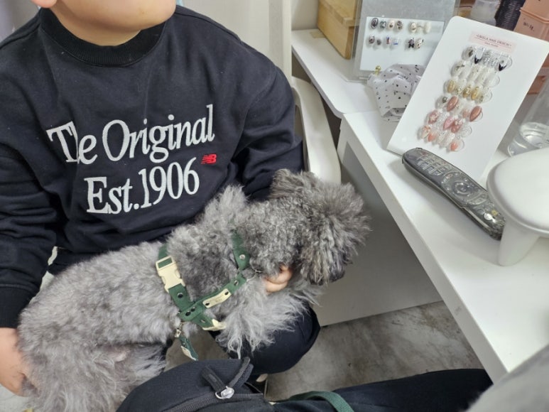 유리엘라 이미지