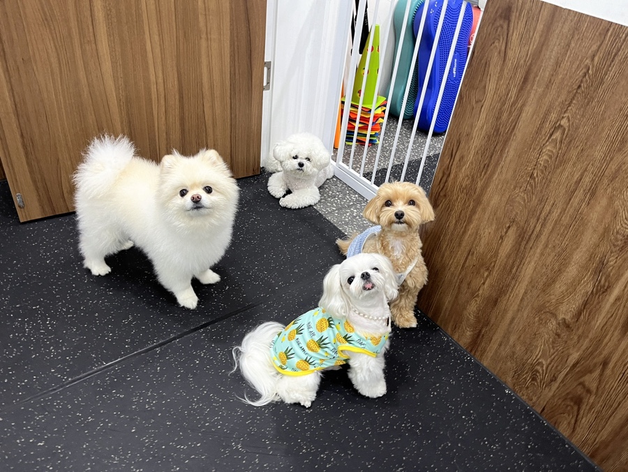 삼가족발 이미지