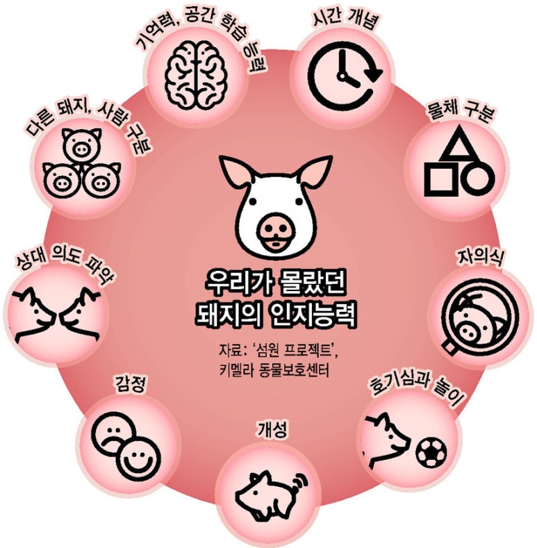 불타는돼지 이미지