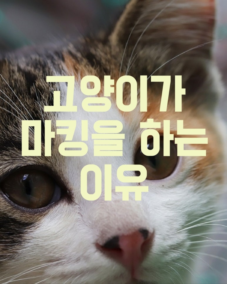 고양이가 마킹을 하는 이유