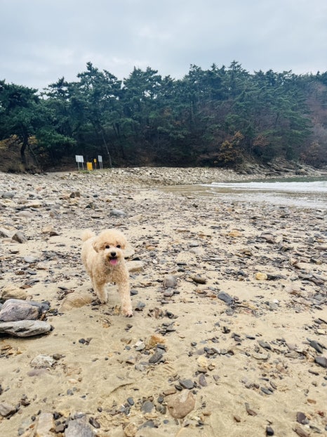 구름포해변캠핑장 이미지