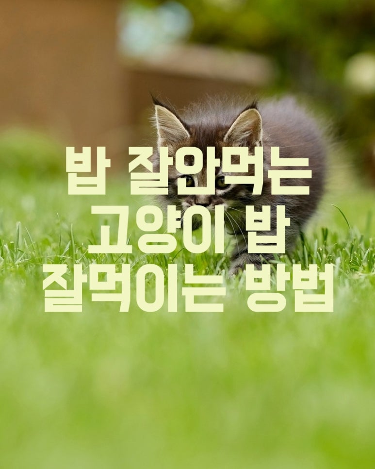 밥 잘 안 먹는 고양이 밥 잘 먹이는 방법