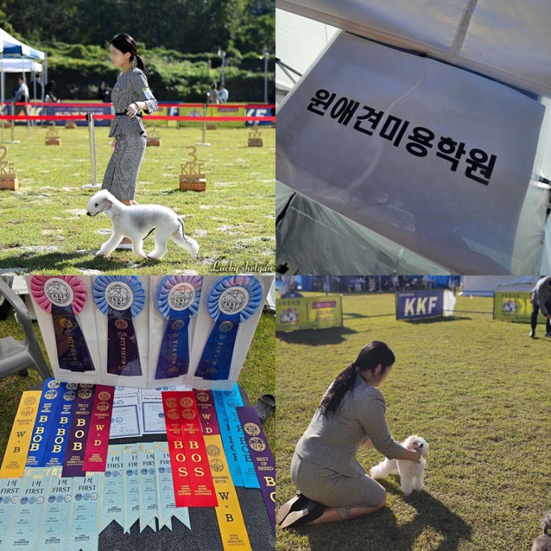 윈애견미용학원 이미지