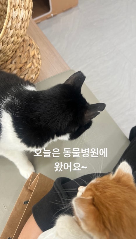 두둥 이미지