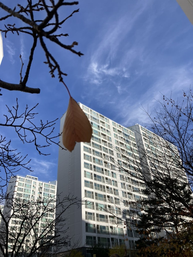 다사랑손칼국수 이미지
