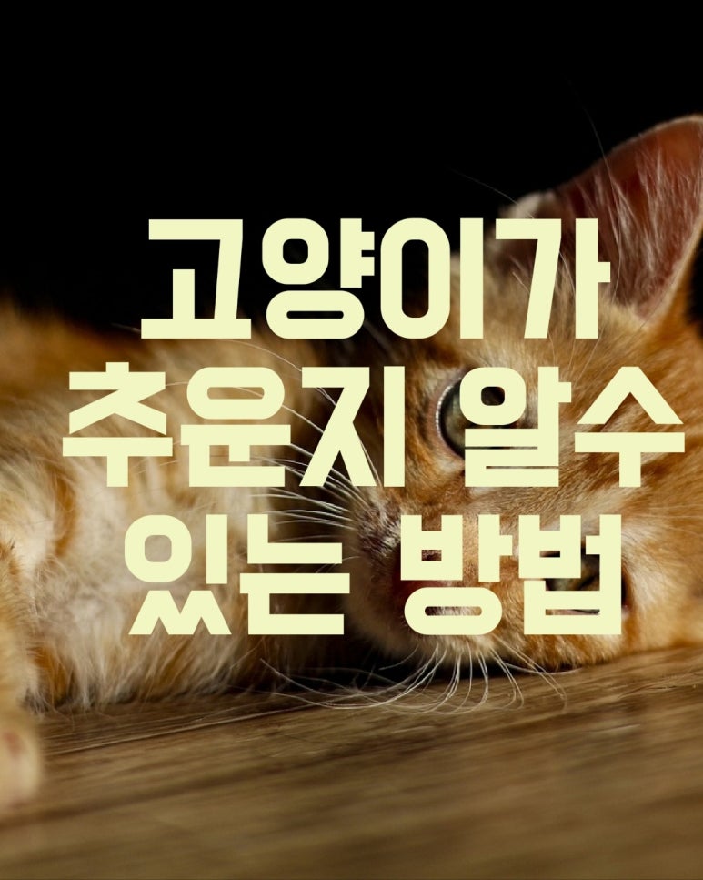 고양이가 추운지 알 수 있는 방법
