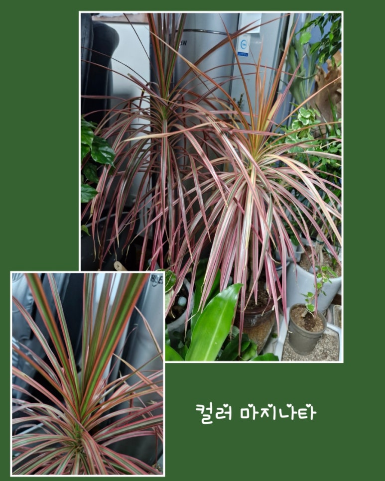 식물;마지 이미지