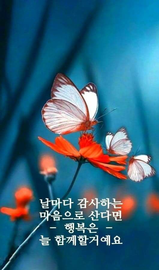 민차이 이미지