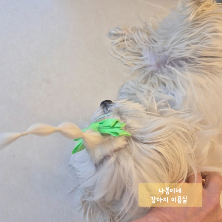 릴리테라피 이미지