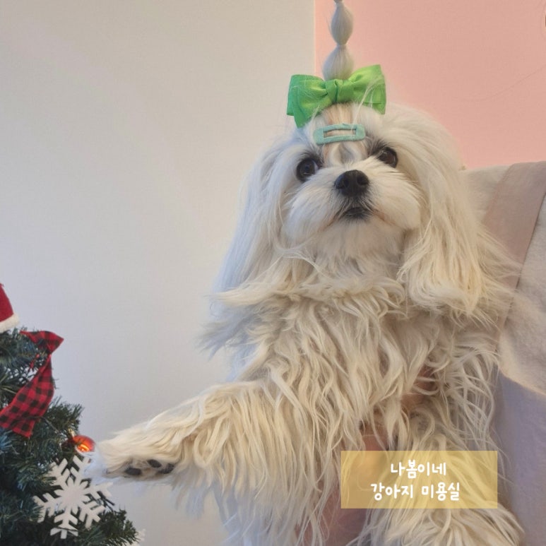 릴리테라피 이미지