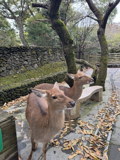 연별이나라 이미지