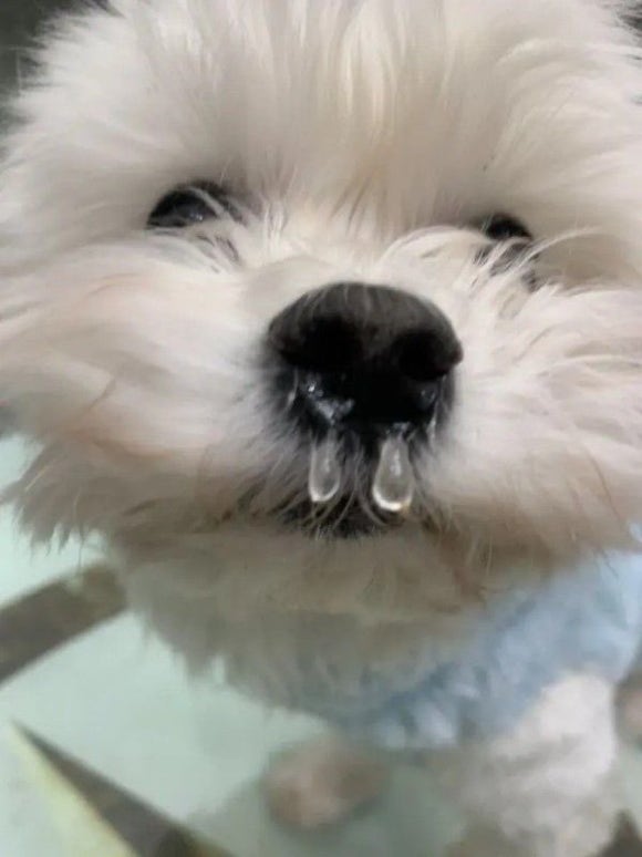 오레오레 이미지