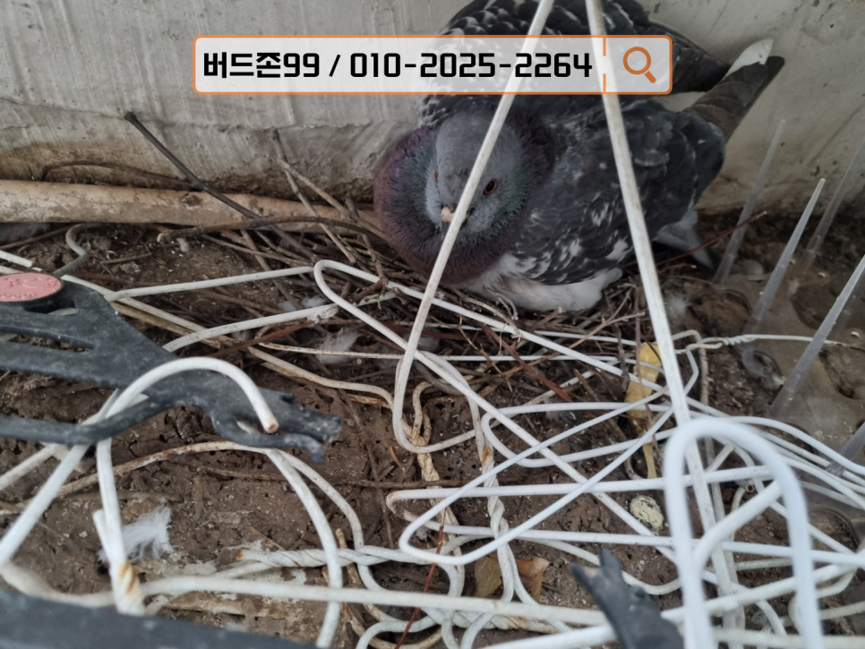 비둘기세탁소 이미지