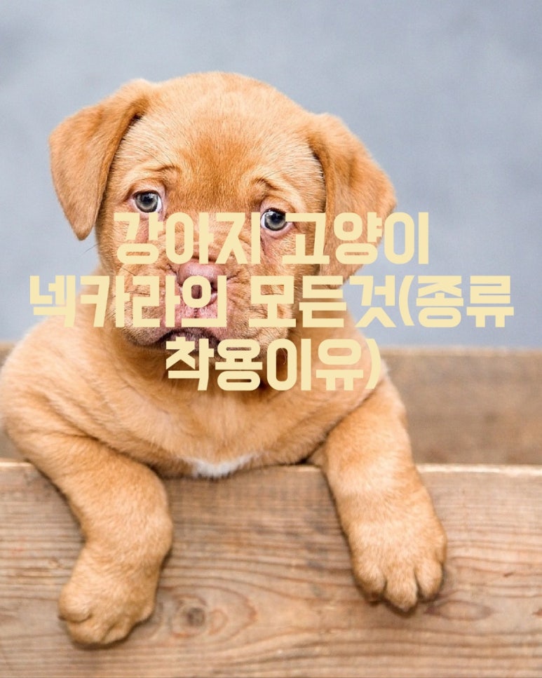강아지 고양이 넥카라의 모든 것 (종류 착용 이유)