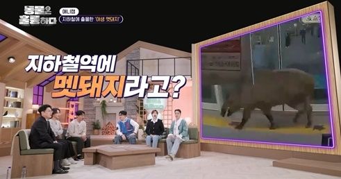 대치공존 이미지