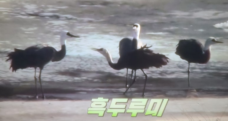 박*화 이미지