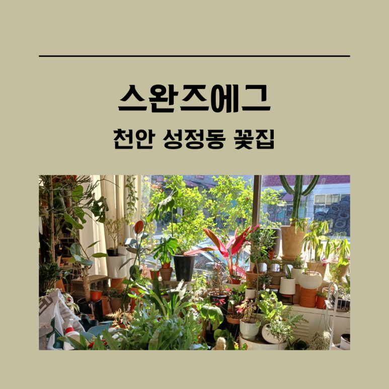 스완즈에그 이미지