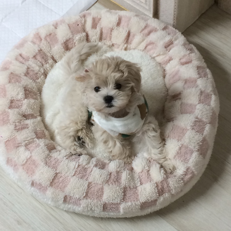 밥푸라 이미지