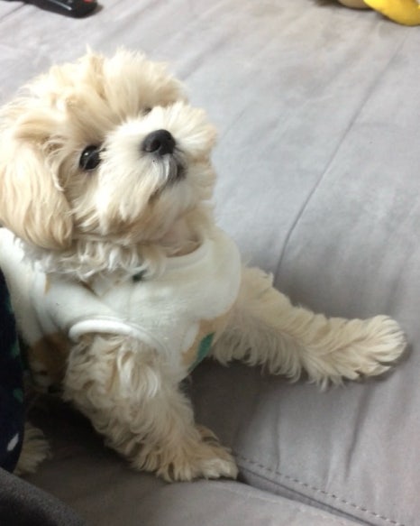 밥푸라 이미지