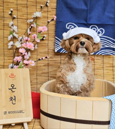 보드리 이미지