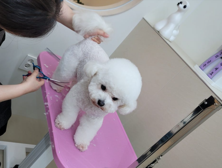 프리제이온 이미지