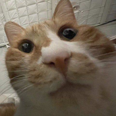 맨지기 치킨 이미지