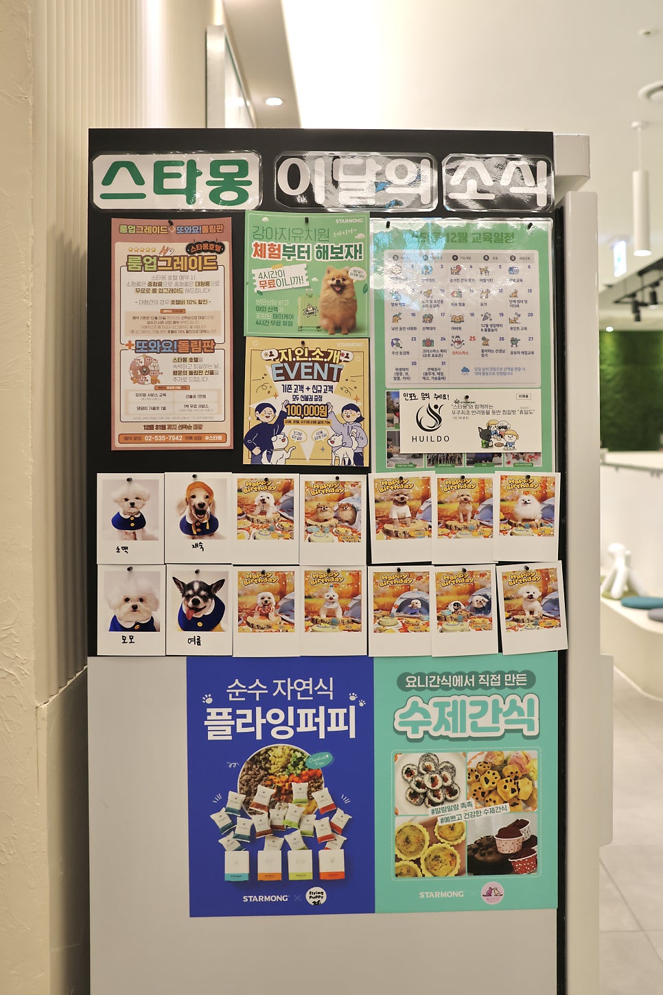 강남 애견유치원 스타몽: 매일 전문가 산책 및 맞춤 교육 — 사진 15