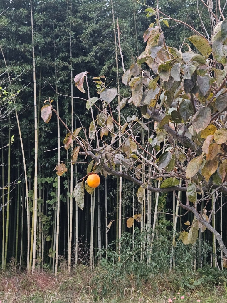 다향소축 이미지
